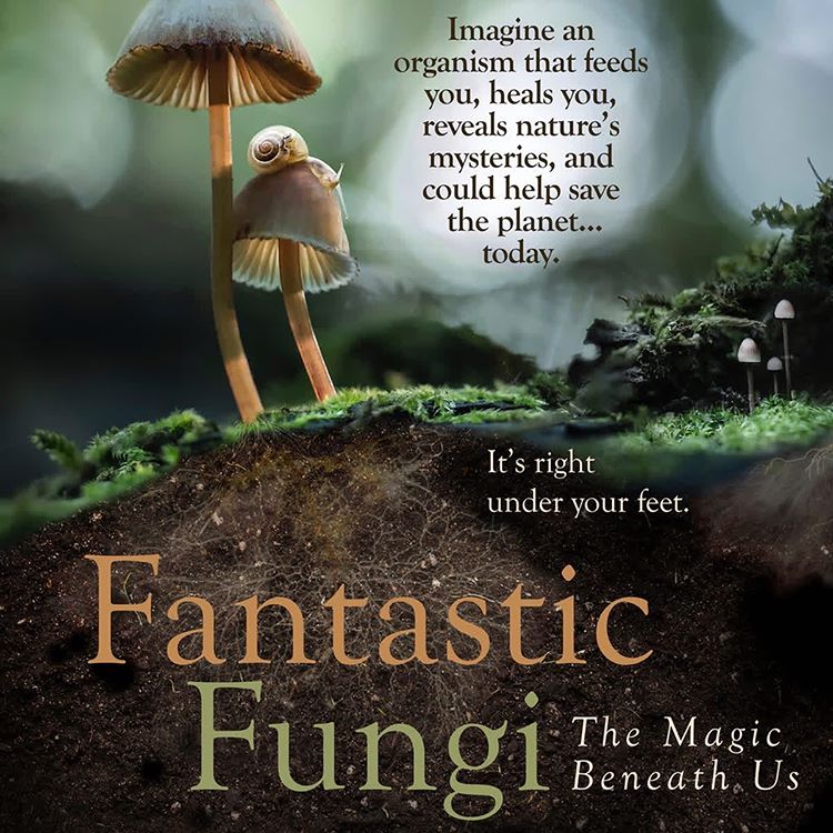 Fantastic Fungi Screening Manchester