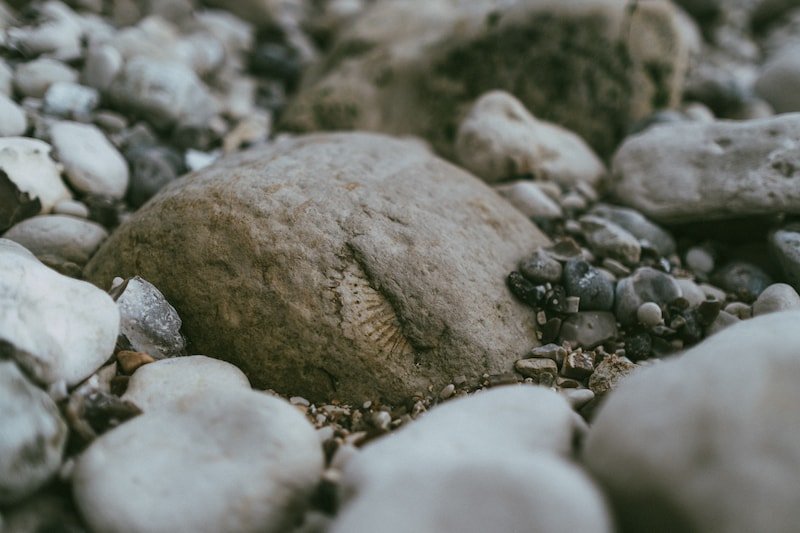 Exploring Fossils on the Jurassic Coast