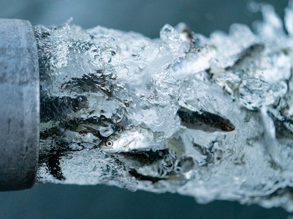 Patagonia Artifishal Digital Marketing