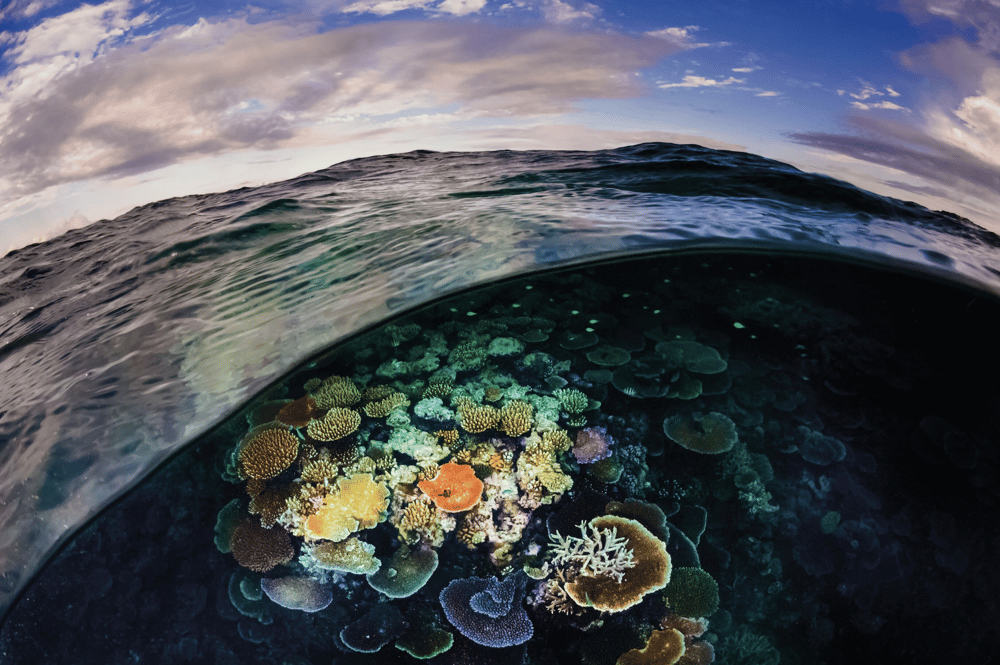 Patagonia’s Oceans Campaign