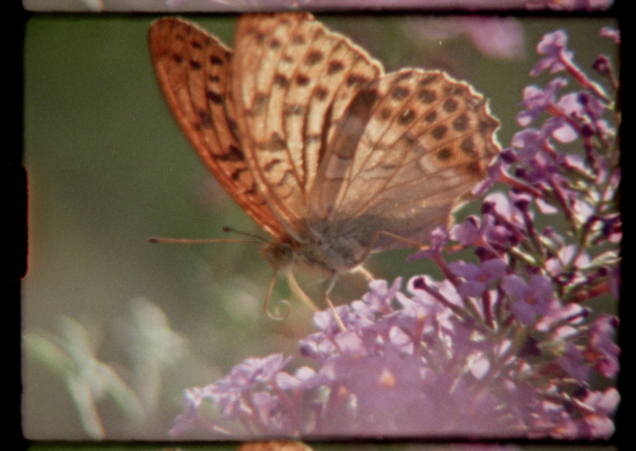 An Interview with Ed Sayers — Director of Super Nature
